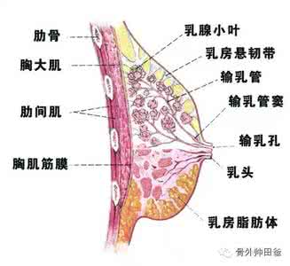 男性乳腺增生会自愈吗 乳腺增生三副愈