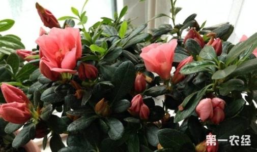 杜鹃花和西洋鹃的区别 西洋鹃 杜鹃花怎么养
