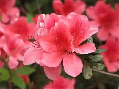 杜鹃花开映山红 杜鹃花开映山红,美极了!