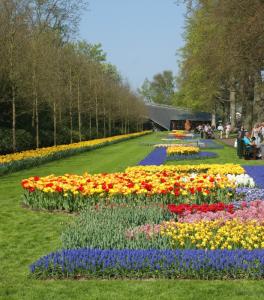 荷兰库肯霍夫公园 荷兰库肯霍夫(keukenhof)公园