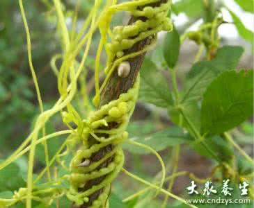 间质性肾炎的症状 间质性肾炎的常用药 间质性肾炎的偏方