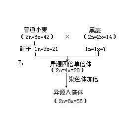 融资性担保放大倍数 倍数性育种