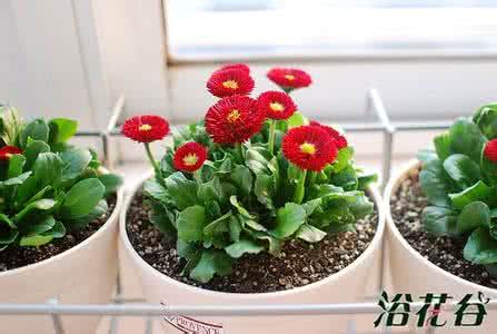 花卉培植 花卉培植 怎样培植雏菊花卉