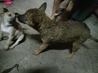 为什么土狗不容易生病 为什么土狗不容易生病 容易生病的几类人 其中有你吗