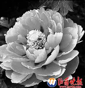 【想织的几款门垫教程】“草本花朵”（大师班）