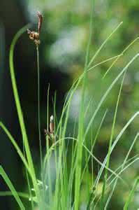 异穗薹草 异穗苔草