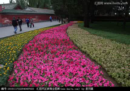 花坛花卉 花坛花卉 如何巧用花坛花卉搭建自己的小花园