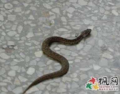 为什么怀孕容易梦见蛇 怀孕梦见蛇是怎么回事?