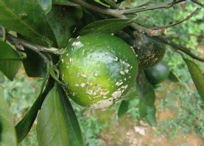 疮痂病的特效药 疮痂病