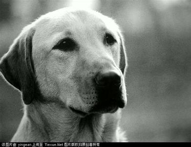 导盲犬多少钱一只 一只狗的一生—导盲犬可鲁的图片故事。。。。你有多久没被感动过了?