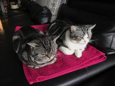 他好像一条狗 你们是喵星人好嘛,怎么好像一条狗哟...