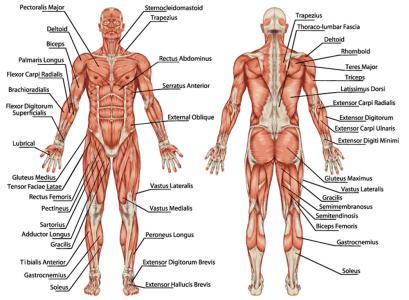 女人的人体骨骼结构图 人体的结构图 人体骨骼结构图