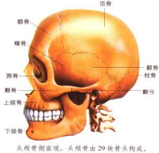 人头骨结构图 头骨 人的鼻骨跟头骨相连吗？