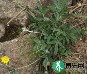 翻白草地骨皮治糖尿病 翻白草、地骨皮治糖尿病