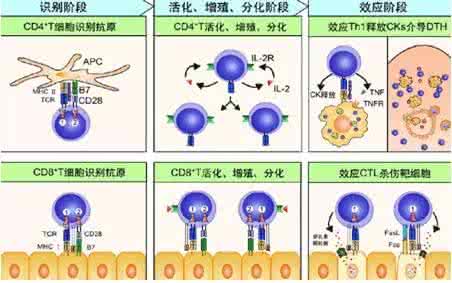 基因检测适用人群 中国南方人群TGFβ3和ARNT2基因多态性与非综合征性唇腭裂的关联研究
