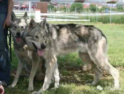 混血狼 情侣收养10只混血狼，花数千小时驯化成宠物