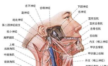 舌咽神经痛的症状 舌咽神经痛 是什么因素导致舌咽神经痛