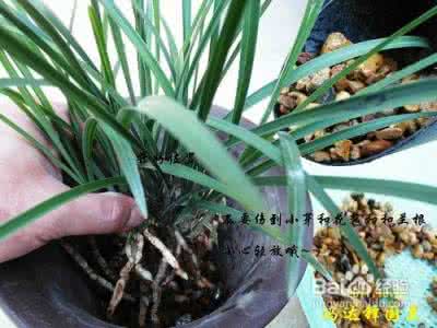 兰草与兰花的区别 兰草怎么养 兰花怎么养,兰花如何浇水