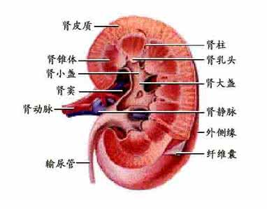 肾脏病变的症状 肾小管疾病 身体出现这症状竟是肾脏病变