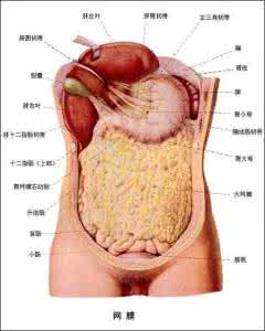 全套高清人体解剖图 全套人体解剖图～让你彻底了解自己！【健康百科】