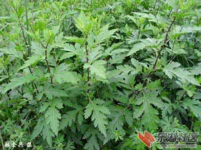 草书识辨指南免费下载 【辨草认药识菜】江汉平原常见草本植物