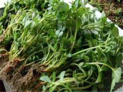 长寿菜 3大长寿菜要常吃