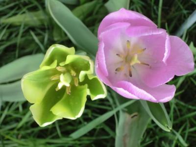 又是一年花开时作文 又是一年花开时作文 又是一年花开时