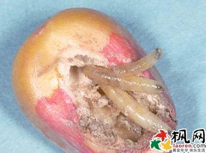 梦到蛆虫 梦到蛆 梦见蛆虫