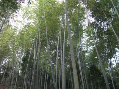 竹之歌 竹之歌 竹之歌【一】