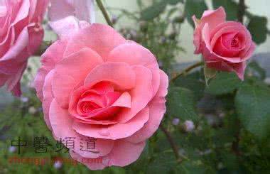 蚰蜒有毒吗毒性大吗 你家的花有毒吗？11种花毒性最厉害