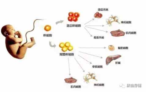 脐带血保存有必要吗 为什么要保存脐带？