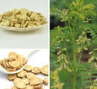 生黄芪的功效与作用 生黄芪的功效及作用 增强免疫功能