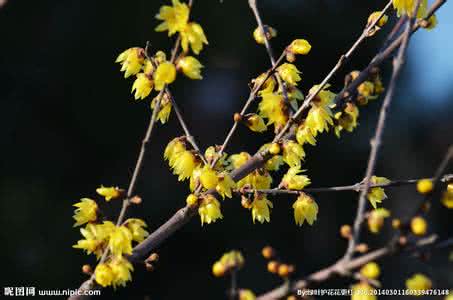 腊梅花什么时候开 腊梅花什么时候开 腊梅花花季是何时？腊梅花什么时候开？