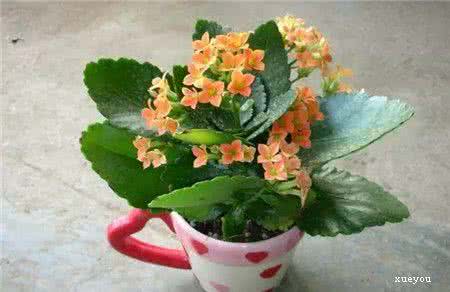 盆栽长寿花怎么养 你养的长寿花还在开花吗？长寿花盆栽这么养才靠谱~