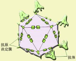 抗原决定簇名词解释 抗原决定簇