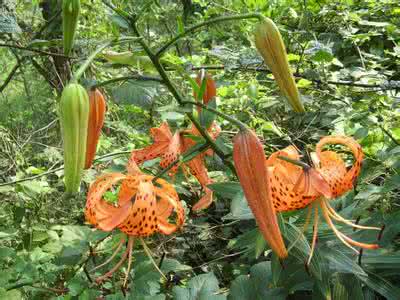 卷丹百合种植 卷丹百合种植技术 卷丹百合的种植和养护