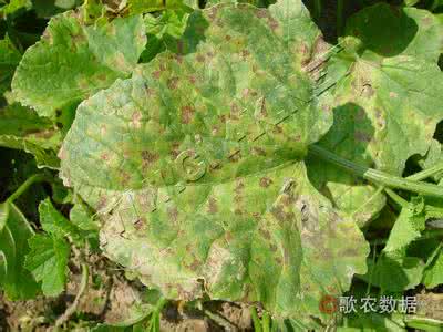 细菌性角斑病 野豌豆细菌性赤斑病