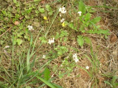 草木情怀作文选材 草木情怀