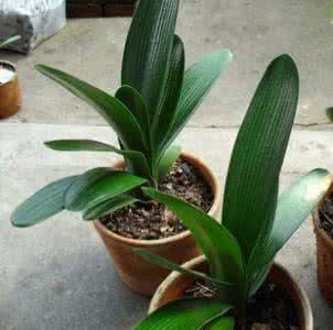 君子兰种植技术 君子兰种植技术的技巧