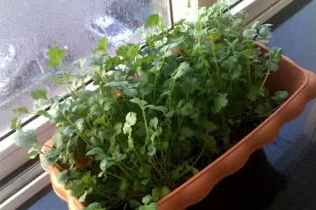 家里香菜的种植方法 香菜的阳台种植方法