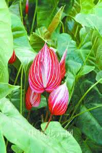 花卉育种 花卉育种 【育种方法】花卉育种的方法及相关介绍