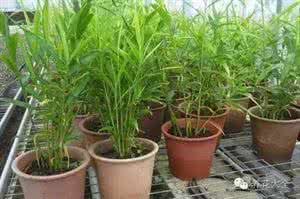 葱姜蒜 葱姜蒜那么贵别买了，自己在家种都吃不完！