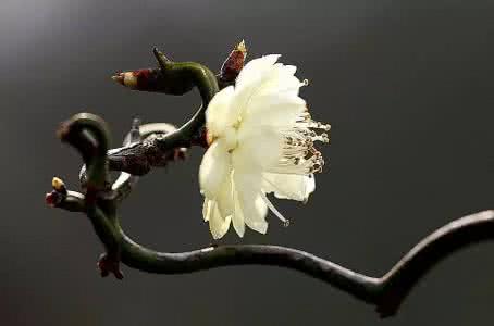 梅花魂是借物喻人吗 物道|一缕梅花魂，傲然天地间