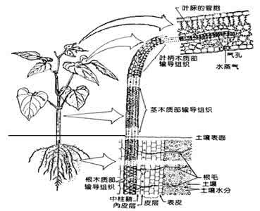 植物的茎与物质运输 物质在茎中的运输