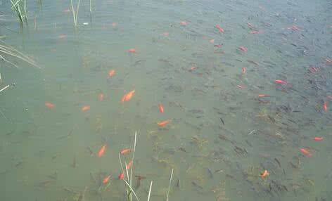 梦见好多死鱼 梦见好多死鱼 梦见很多死鱼_梦见好多死鱼