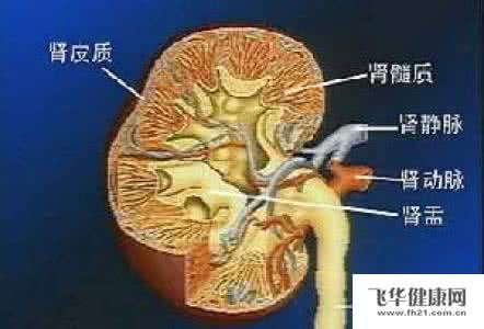 急性肾功能衰竭治疗 急性肾衰竭 急性肾衰竭如何治疗