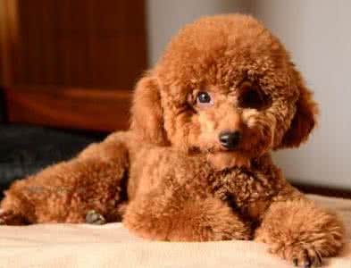 泰迪犬不吃狗粮怎么办 泰迪犬偏食怎么办