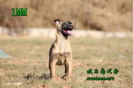 10年经验训犬师教你一招纠正狗狗搞破坏的习惯!