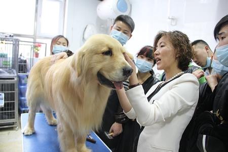 【宠物美容师要学多久】宠物美容师学习时间