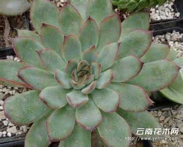 花月夜介绍及养殖方法 花月夜介绍及养殖方法 荼蘼养殖方法介绍